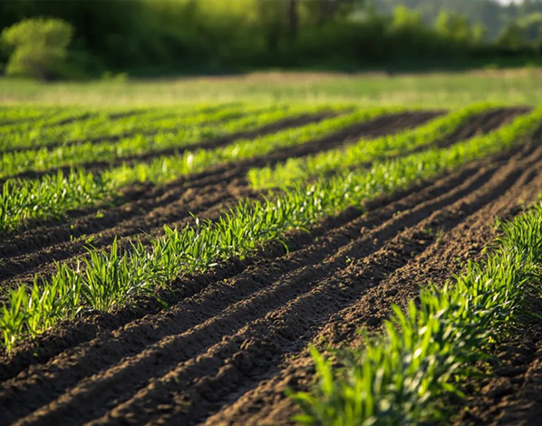 Agriculture Land